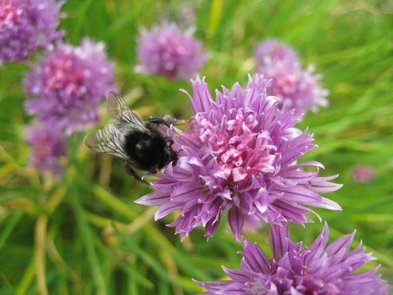 abeille butinant les fleurs