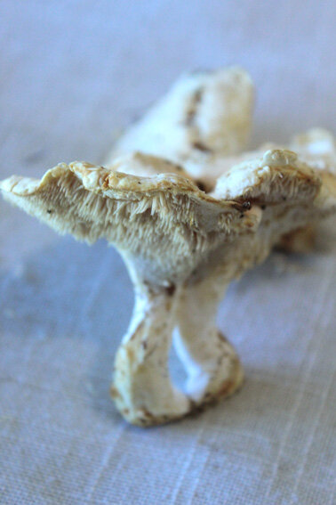 champignons_pieds_de_moutons2