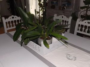 Cagette orchidées (12)