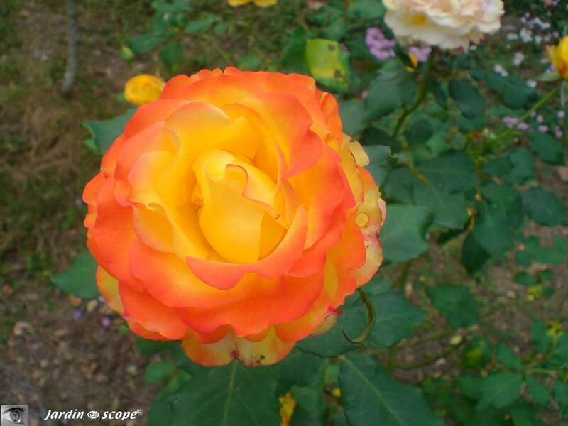 Rose 'Cina-floribonda'