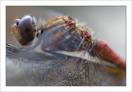 Galuchet_libellule_sympetrum_GP_profil_071110