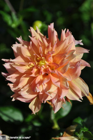 Dahlia_cactus_orange