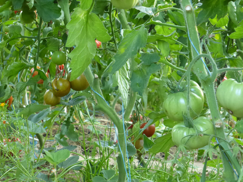 3-tomates (2)