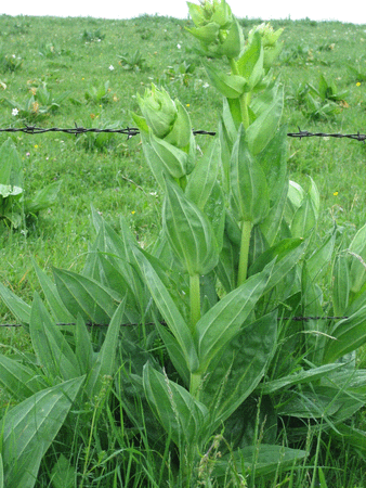 Transhumance_Aubrac_gentiane