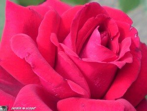 Rose Red Parfum macro