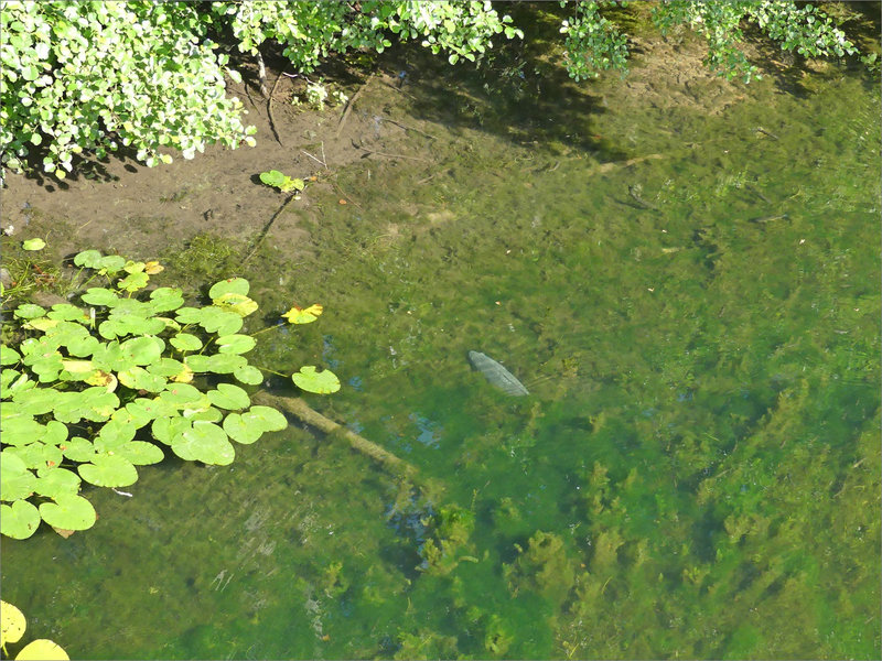 Poisson vue dessus 1 270622