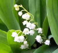 muguet