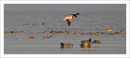 Aiguillon_lulu_tadorne_se_pose_canards_matin_230111