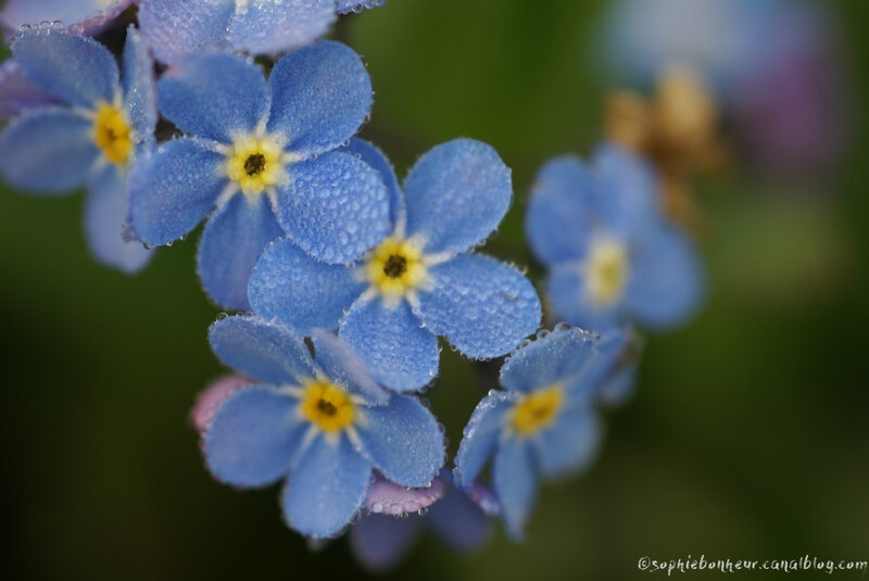 Printemps myosotis