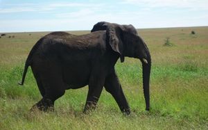 elephants (15)