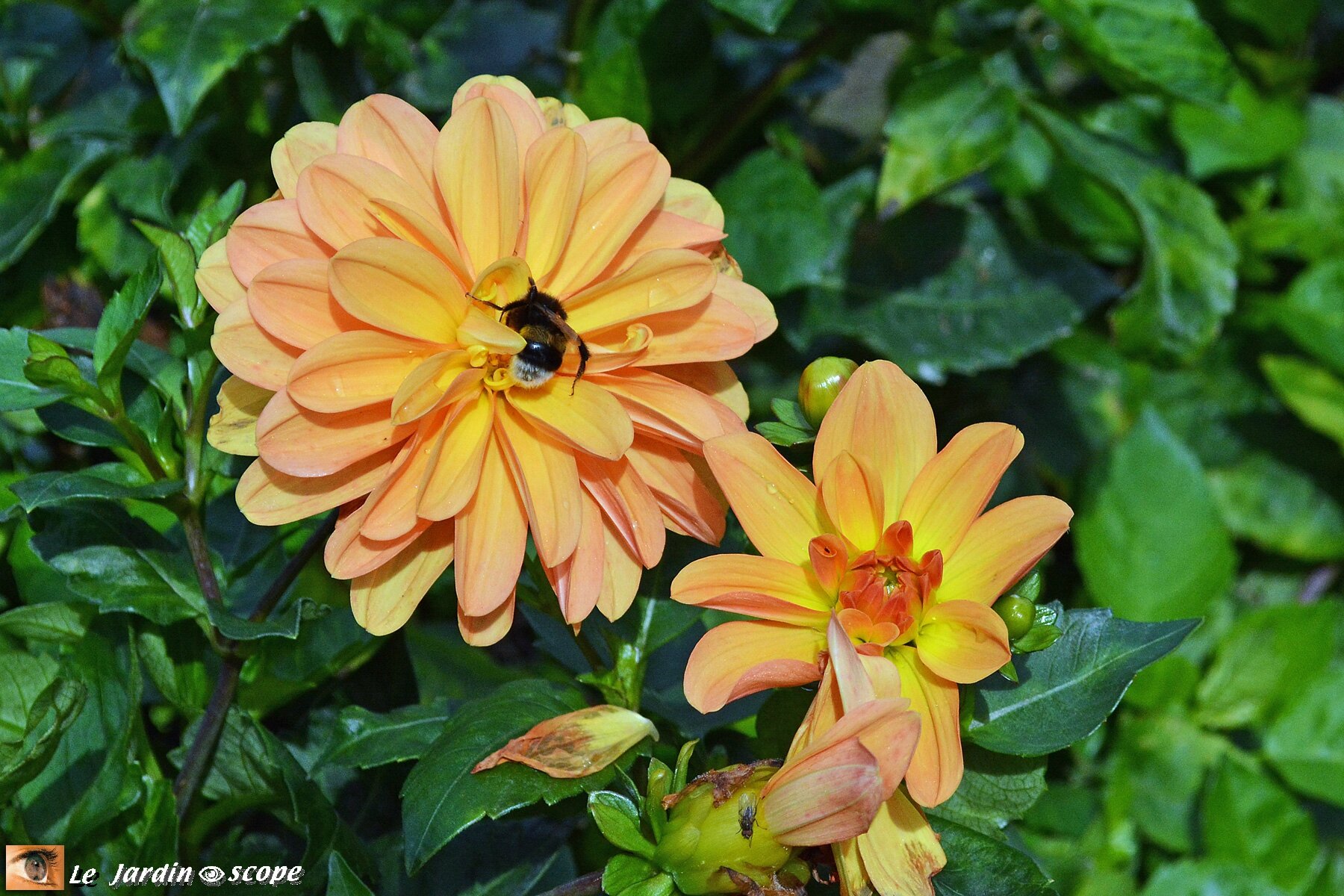 Dahlia-Népal