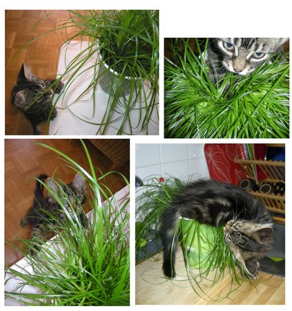 herbe___chat