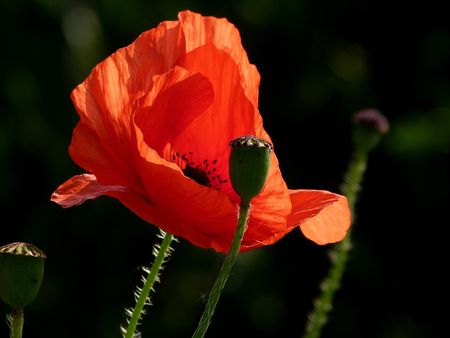 Coquelicot 4