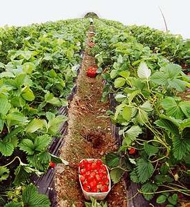 fraise_plantation