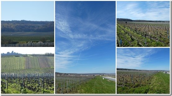 vignes tontes 4 avril 20231