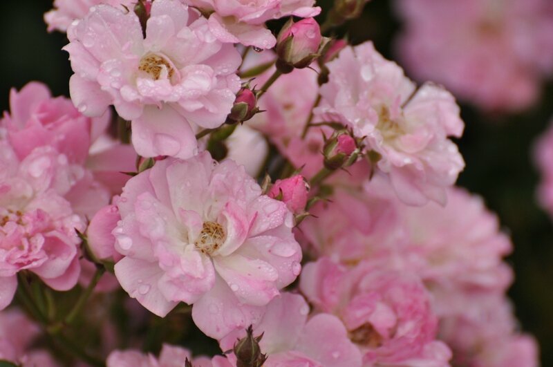 rosa claire jolly