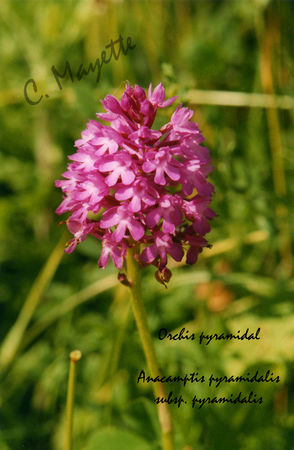 orchis_pyramidal01