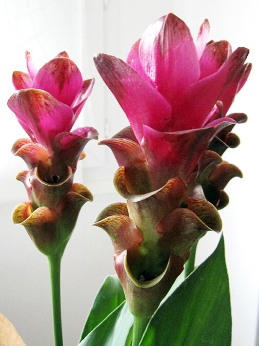 fleur de curcuma gros plan 014