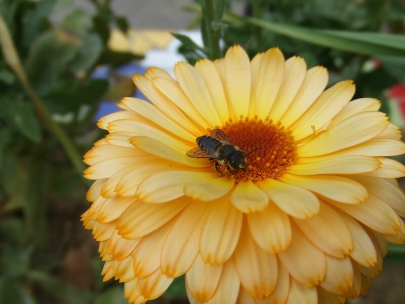 DSCF6958