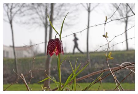 galuchet_fritillaire_coureur_2_030611