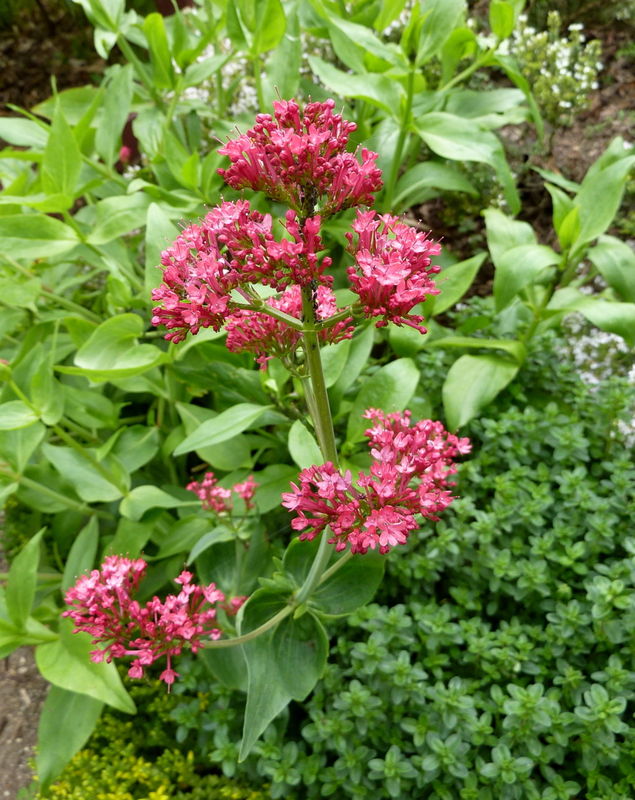 centranthe rouge, ou valériane rouge, ou lilas d'Espagne