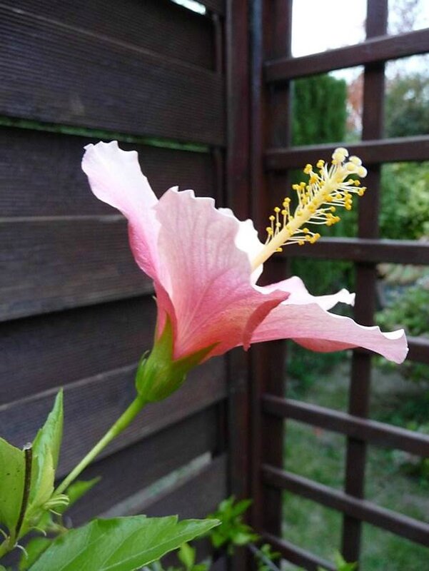 hibiscus 8