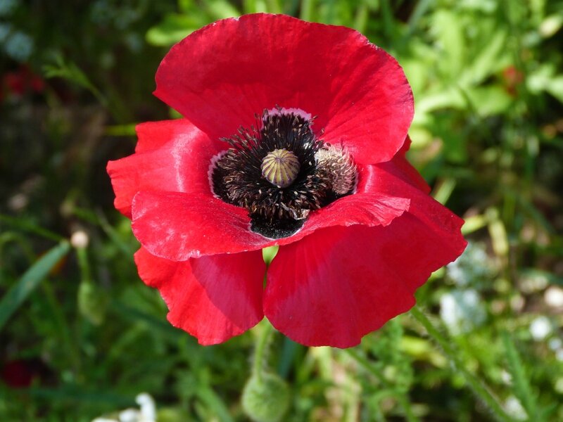 Coquelicots 3