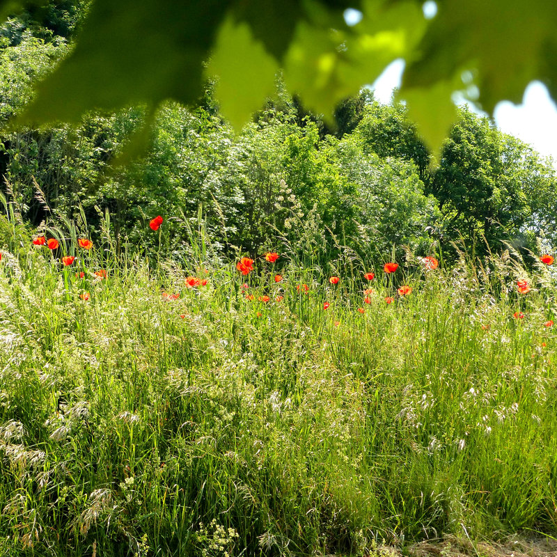 fleurs des champs2