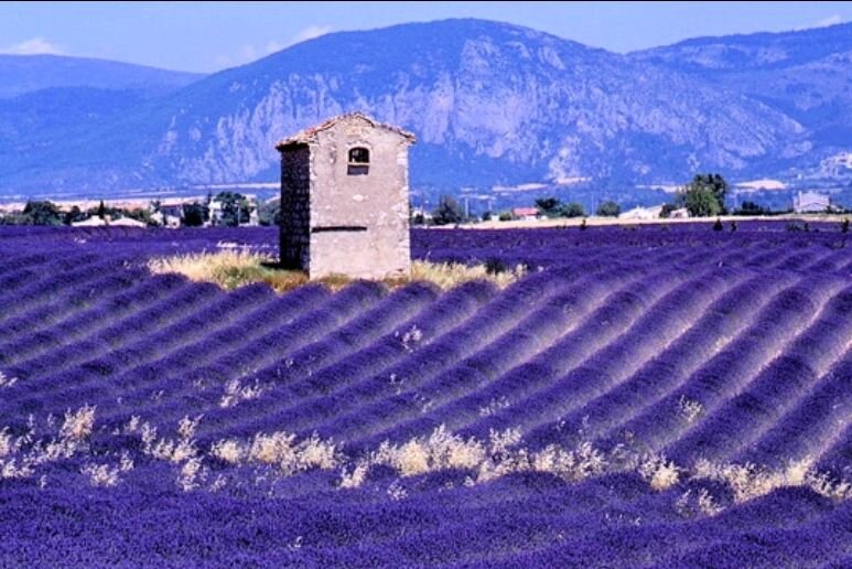 Cabanon dans les lavandes