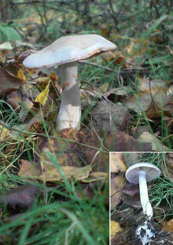 Cortinaire blanc-violet - Cortinarius alboviolaceus - Cortinariaceae