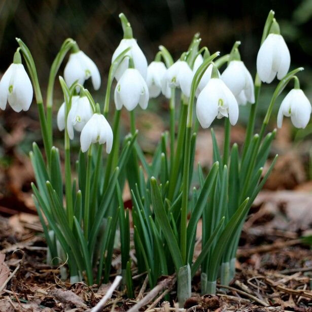 Galanthus-nivalis-83009-1