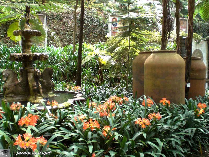 Clivia (Amaryllicaceae)