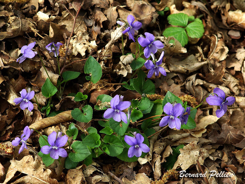 20160422_parc_bourneville_fleur_14 copie