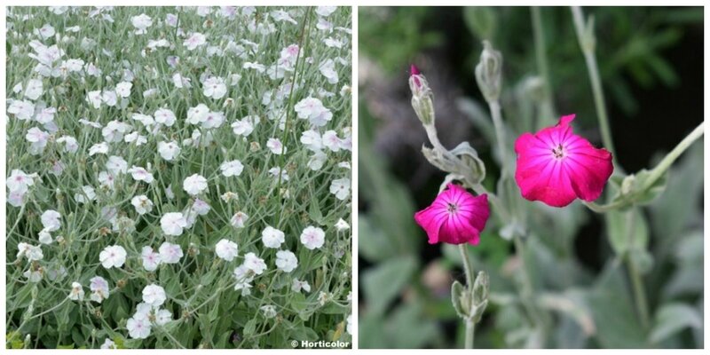 Lychnis