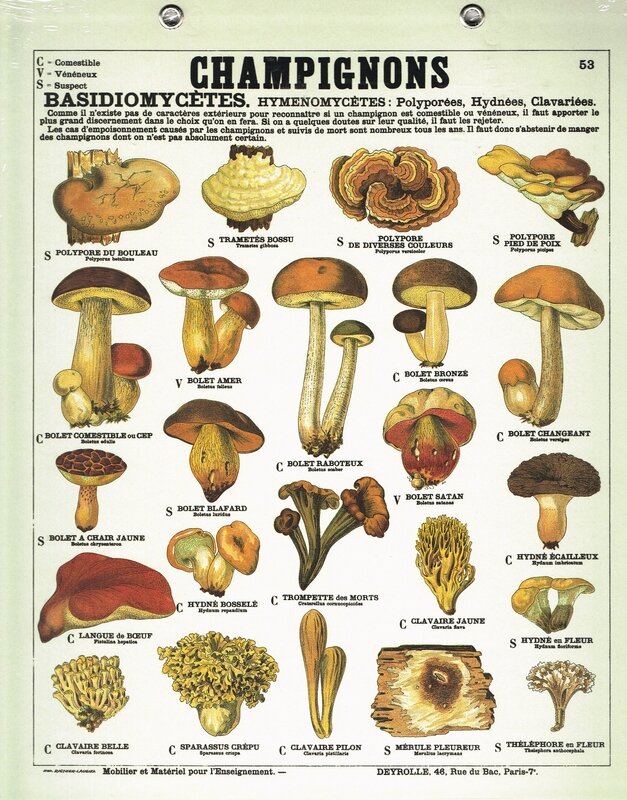 1919-09-22 - -champignons_veneneux