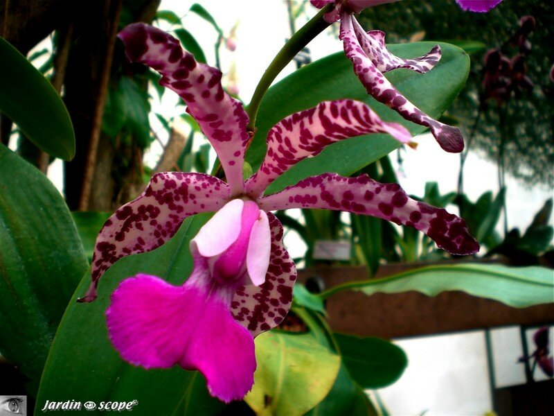 Expo d'Orchidées 2008 - Serre aux papillons du Parc Floral d'Orléans