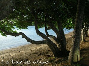 la_baie_des_citrons