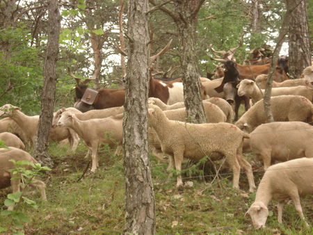 Moutons et chèvres