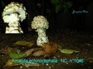 Amanita echinocephala