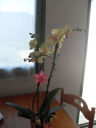 orchidée 002