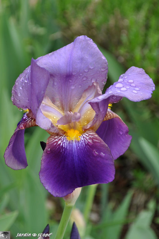 Iris 'Nigth édition'