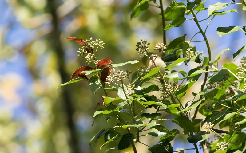oiseau roitelet lierre matin 161018 3