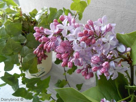 lilas1