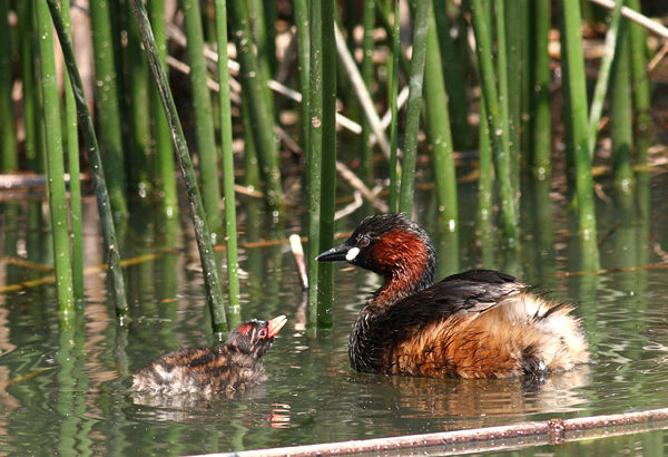 grebes_castagneux