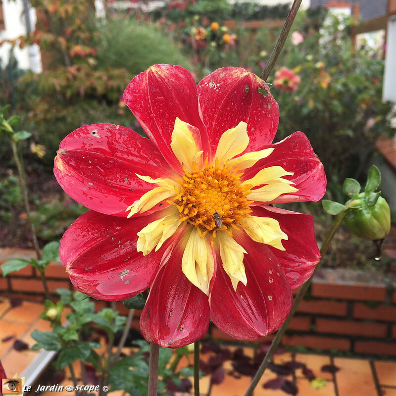 Dahlia-Raissa