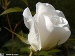 Fee_des_neiges_3