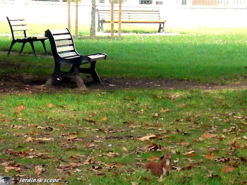 Bancs et écureuil dans un parc à Orléans