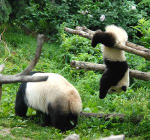 Panda acrobate