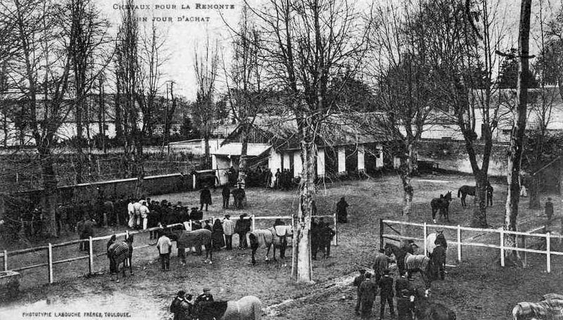 1915-01-30 chevaux achat b