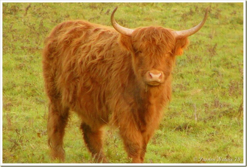 La vache de race Highland (9)